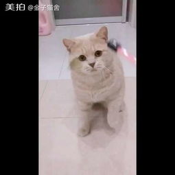 萌大叔金子猫舍的美拍 信息阅读欣赏 信息村 K0w0m Com