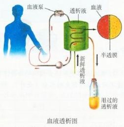 血液透析是为肾失去功能的人进行排泄活动的一种治疗方式.透析相当于人体内生理活动中的 A.肾小球滤过作用B.肾小管重吸收C.肾单位形成尿D.汗腺排汗 题目和参考答案 