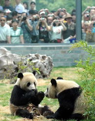 奥运大熊猫与公众见面 众多游客专程看望小国宝 