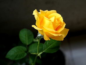 黄玫瑰花语是什么意思,黄玫瑰含义？