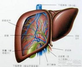 肝硬化早期能治吗