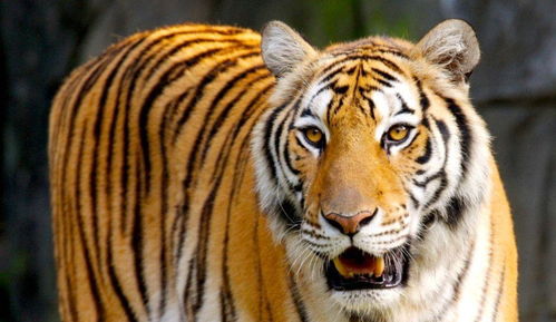 最接近老虎直系祖先 中华古猫 的国家一级保护动物 华南虎