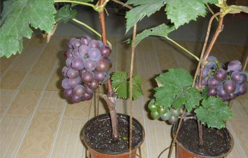 阳台盆栽葡萄的种植技巧和方法(阳台栽葡萄的方法怎么栽)