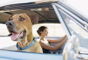 带狗狗开车,主人需要知道5件事,这样才安全