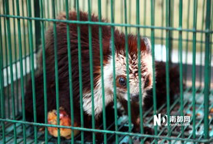 广州 保护动物公开卖 其它品种可预订 
