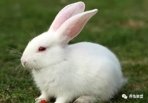 兔子一个月生一窝,繁殖速度比肩老鼠,为何养兔致富的人却很少