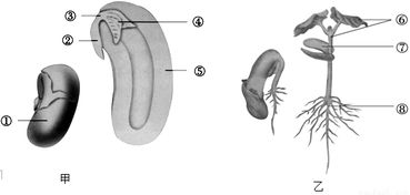 大豆双子叶植物结构图 图片欣赏中心 急不急图文 Jpjww Com