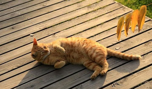 为什么养橘猫的人越来越多 理由有6个,真的会上瘾