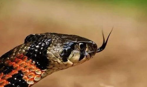 被广泛争议的一种蛇类,野鸡脖子蛇是有毒蛇,还是无毒蛇