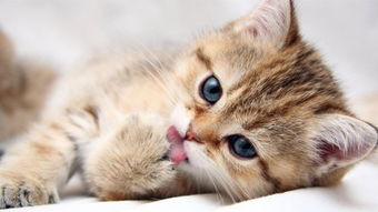 小猫着凉打喷嚏怎么办 小猫打喷嚏应该吃什么 