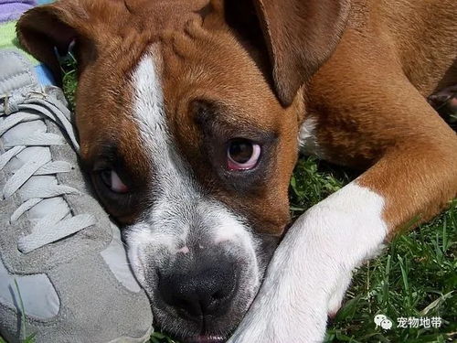 狗狗很喜欢舔你的脚 动物专家有话要说 千万别骂它处罚它