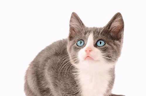 这6种猫不值得买,想养猫咪的,睁大眼睛看清楚了