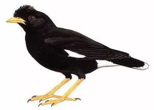 双语 常见鸟类名称中英表达 图文 