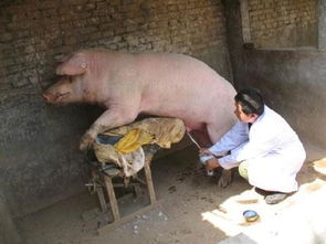 关于猪人工授精,你了解吗,猪如何自然播种