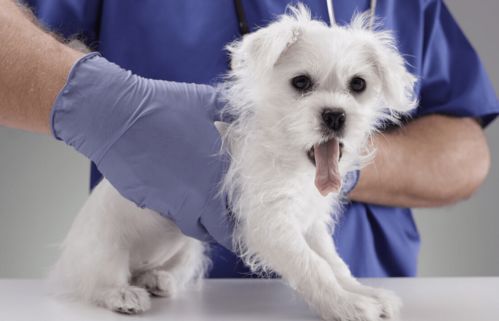 狗狗肝指标高的原因有哪些 狗狗肝病怎么治疗