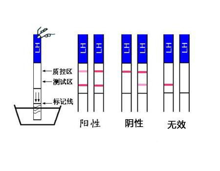 女性排卵期测试(如何用排卵试纸确定排卵期需要如何检测呢)