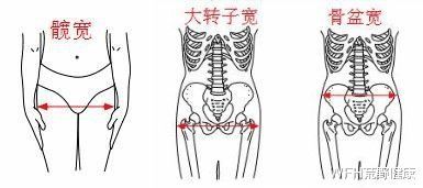 盆骨与肩宽的比例是多少