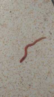 家里厕所里很多这样的虫会爬有点像蚯蚓到底是什么啊 偶尔都会见到 怎样杀死 