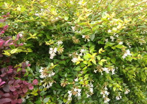 开白花的盆栽植物图片