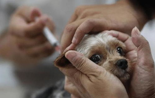 狗狗注射 疫苗 的几大误区,你有在犯吗