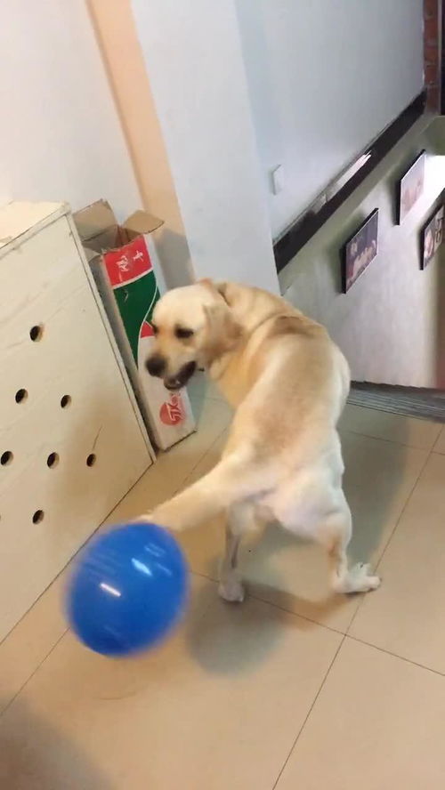 这傻狗快被气球玩坏了 