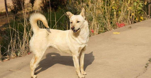 土狗有多团结 这一点其他宠物犬永远比不上