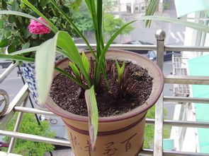 再力花的盆栽养护方法,其林花怎么栽培？