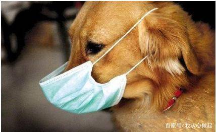 新型肺炎会不会通过小狗小猫传染给人 最近还能不能遛狗