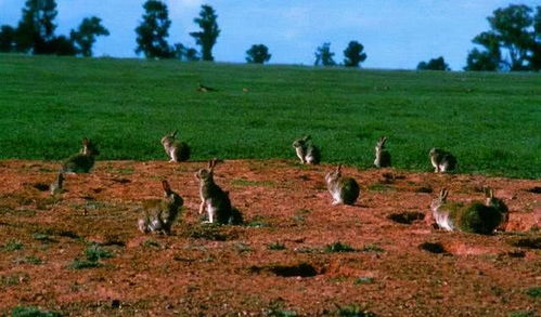 兔子泛滥,澳洲百年人兔之战惨败,网友 吃货到澳洲就有口福了