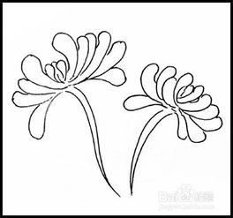 菊花简笔画怎么画,写意菊花的枝叶由什么样的组成？