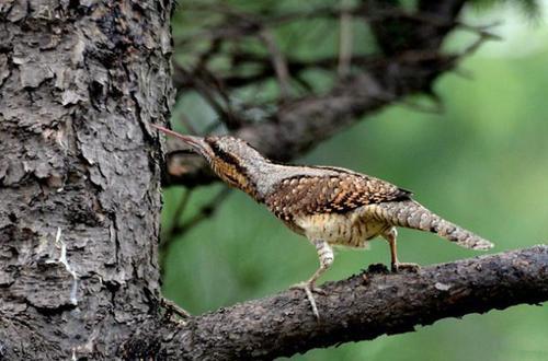 啄木鸟啄木头的声音是什么 