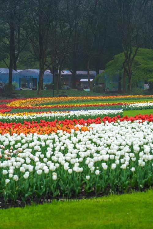 在江南欣赏最美的季节,期待杭州西湖的春色