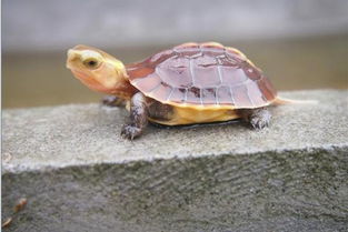 乌龟的寿命一般有多长