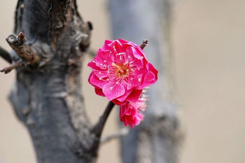 婚姻里面命不好的3生肖女,婚前自在婚后不快乐,丈夫还不理解