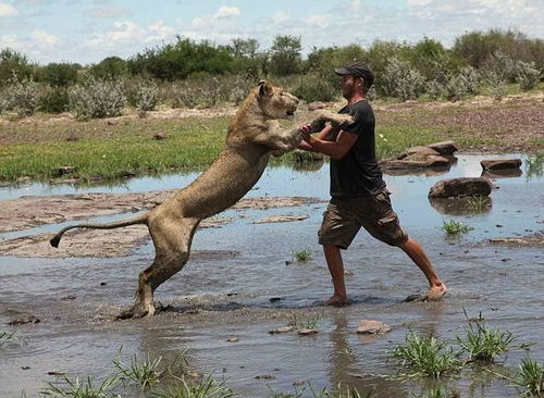 被人类抚养大的狮子一开始不会狩猎,在训练之下才渐渐开窍