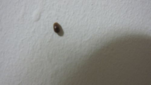家里最近出现了很多芝麻粒大小棕褐色的小甲虫,谁知道这是什么虫子啊 