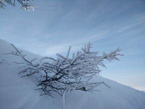 踏雪