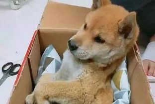 成都发起整治行动 规定中华田园犬为禁养犬只