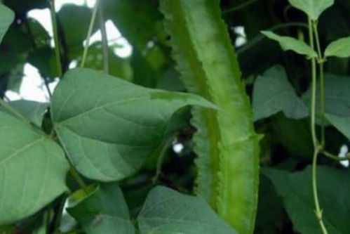 龙豆种植时间和方法,龙豆生长期有多久？