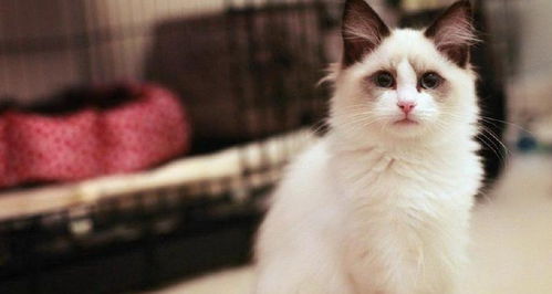 中国最受欢迎的四种小奶猫,布偶猫第四,你最喜欢哪一种