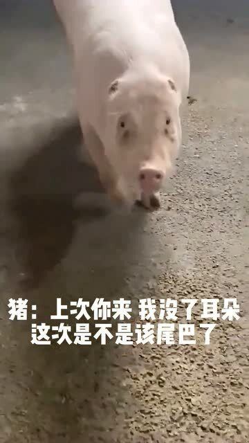 猪 你上次来吃了耳朵,这次该吃尾巴了吧 