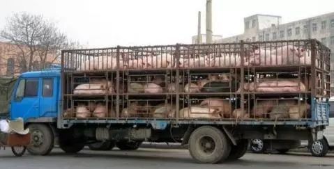 生猪不能想运就运了 农业农村部 下月起,只有这些车辆能运猪
