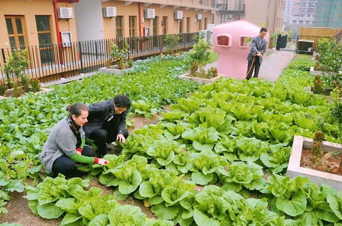 中国人的特殊技能 走哪都不耽误我种菜