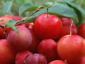 红布朗是什么水果有什么营养价值,红布朗李子产地？