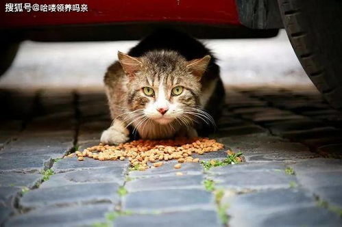 猫咪会知道自己被抛弃了吗 你是在哪一个瞬间,再也不想养猫的