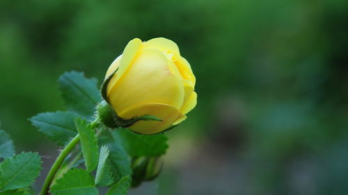 黄玫瑰花语是什么,黄玫瑰的花语文案