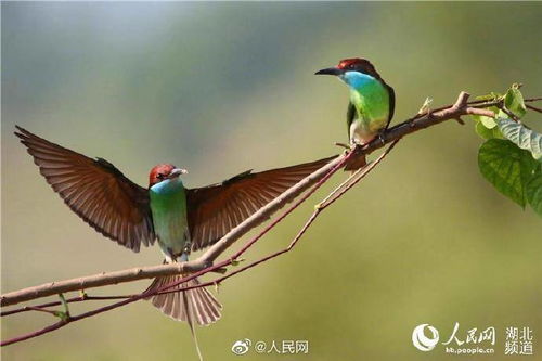 百余只中国最美小鸟武汉筑巢