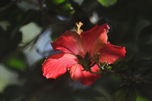 8月,桃花弥漫,红鸾星动邂逅真爱,情定终身