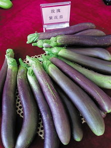 紫茄子—紫生菜—紫花菜高效栽培技术,紫茄子种类大全