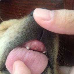 我家狗狗三个月大两颗门牙就掉了 这正常吗 会不会再长啊 